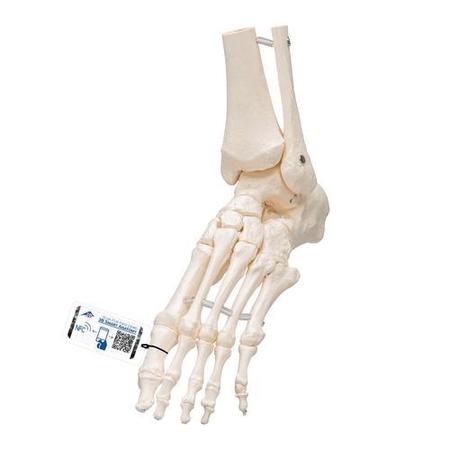 3B SCIENTIFIC Loose foot ankle skeleton elastic bungy - w/ 3B Smart Anatomy 1019358